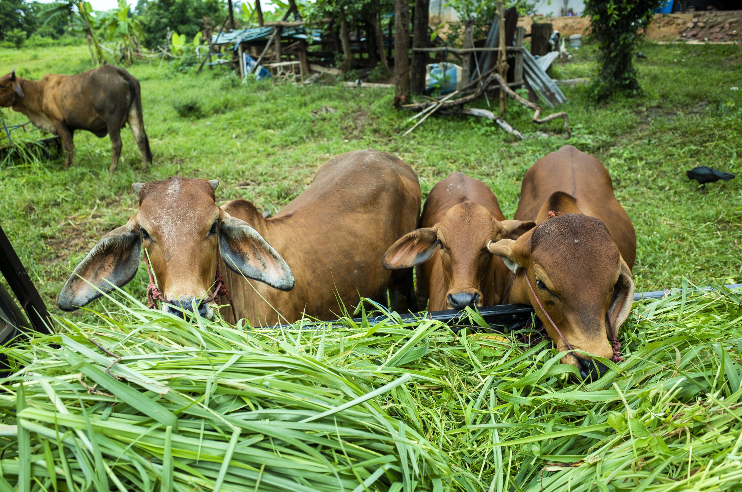 What is Animal Husbandry: Caring for Our Animal Companions