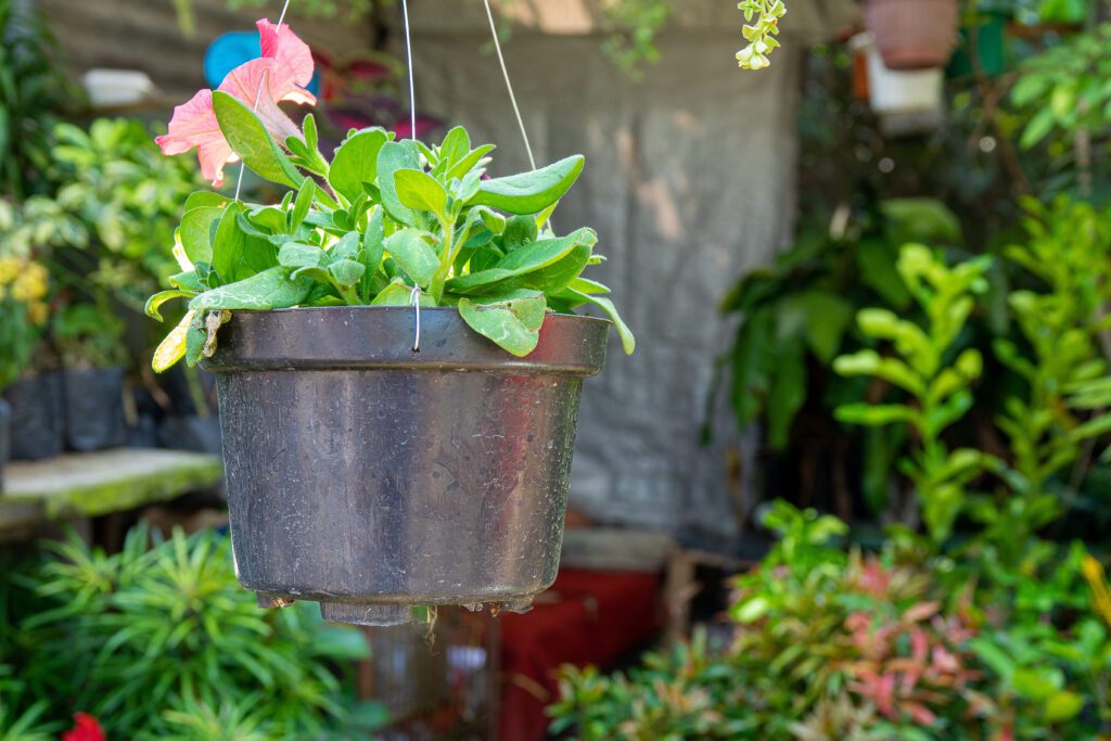 Hanging Planters:​