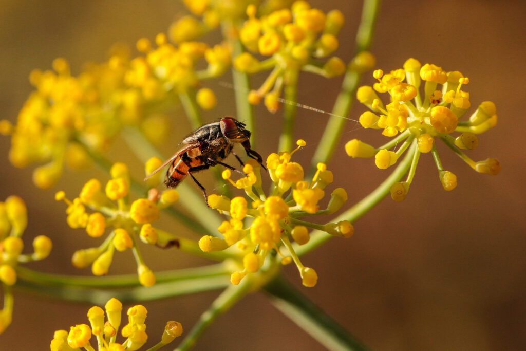 Pollinators: Guardians of Global Food Security