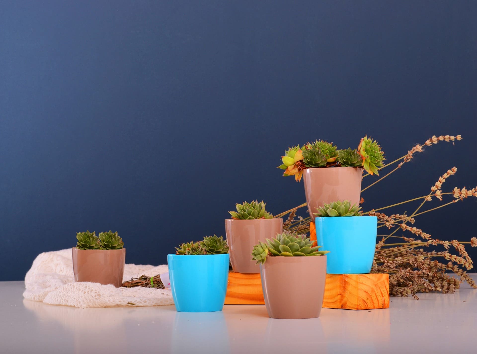 10 Thoughtful Indoor Gardening Gifts to Inspire Green Living