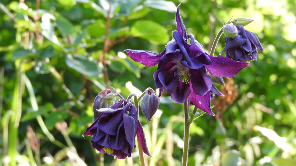 Origins of Columbine Flowers​