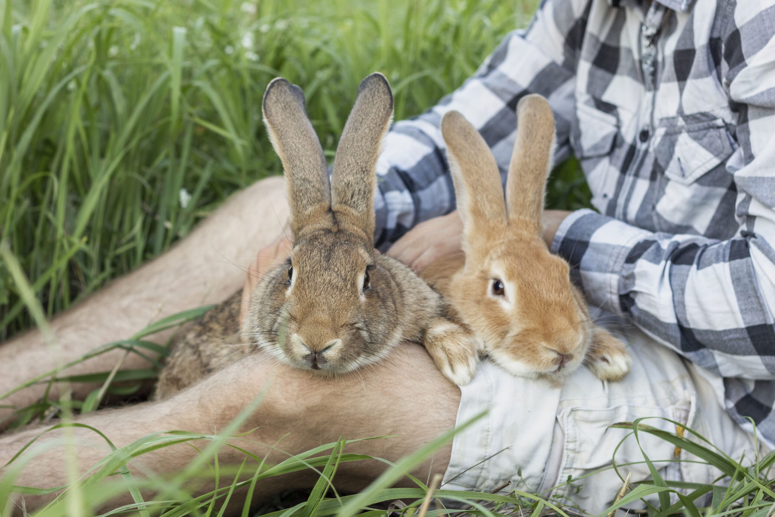 Do Rabbits Eat Tomato Plants