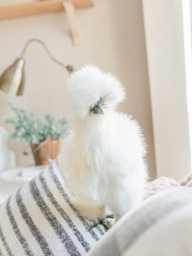 Silkie Chickens