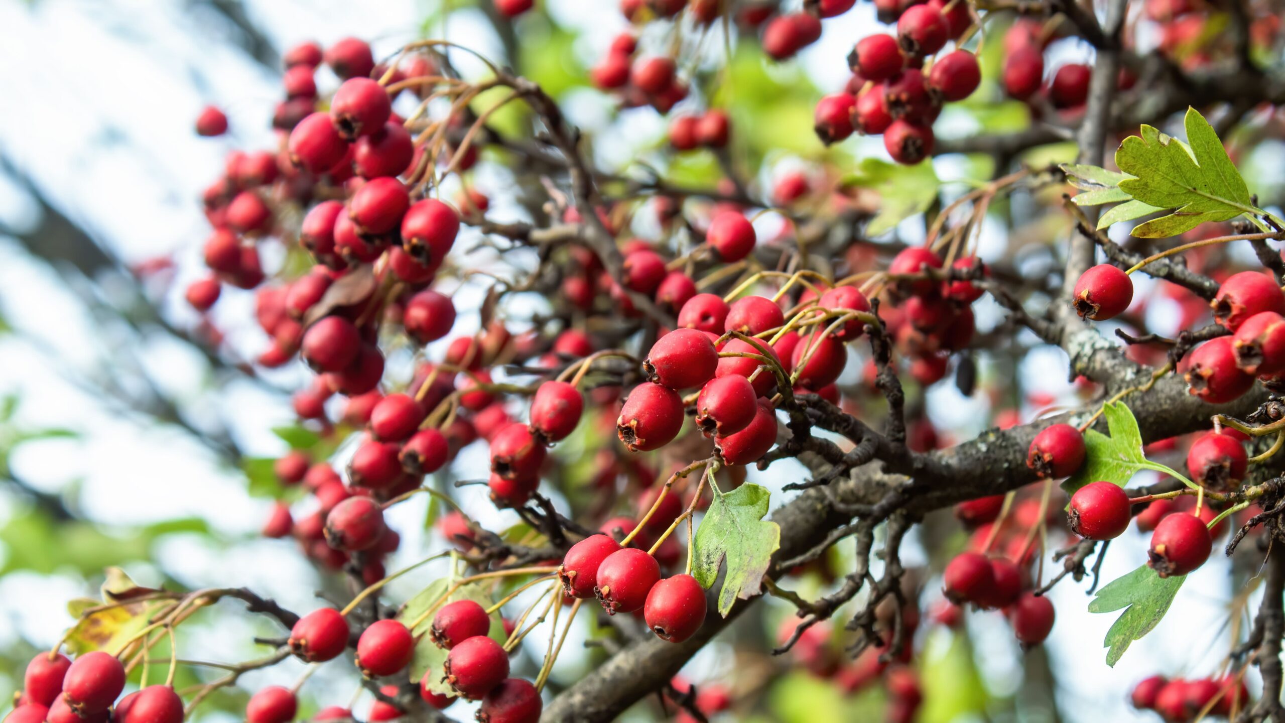 Red Berries