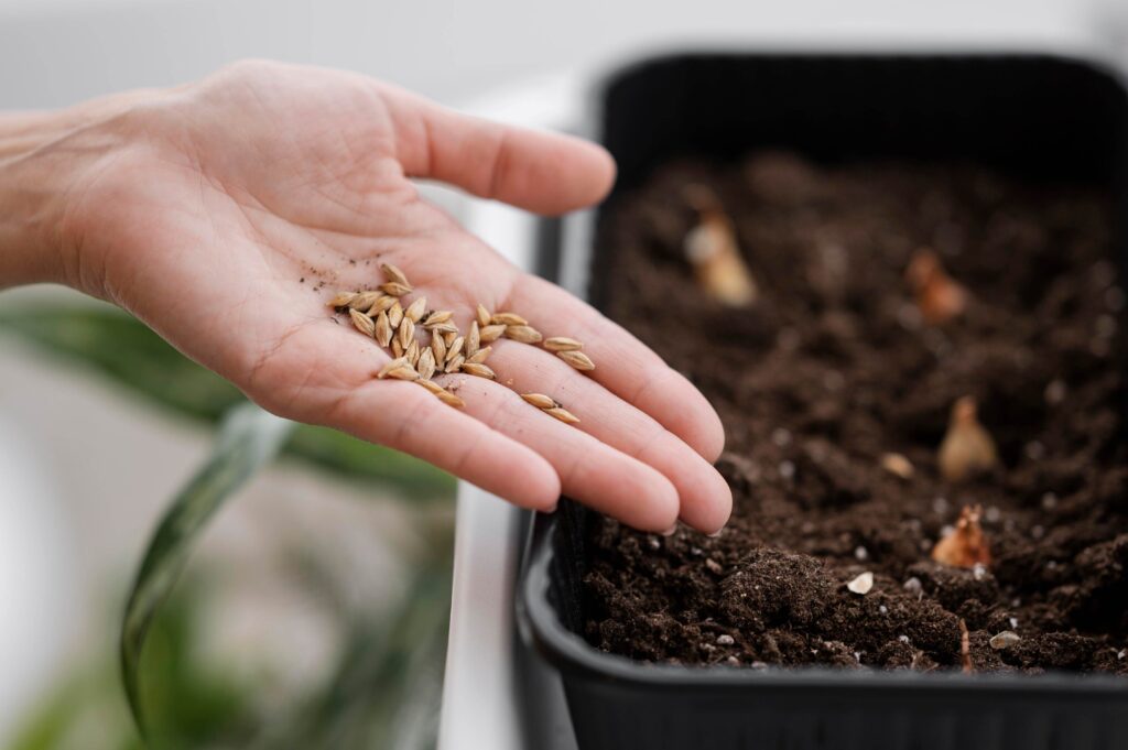 when to transplant seedlings