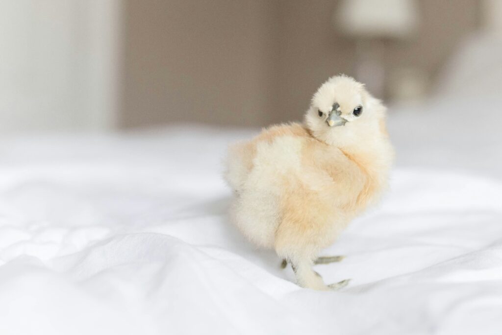 Silkie Chickens