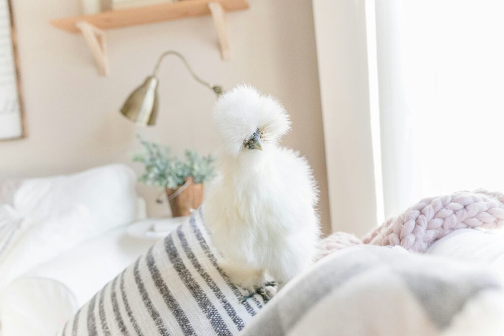 Silkie Chickens