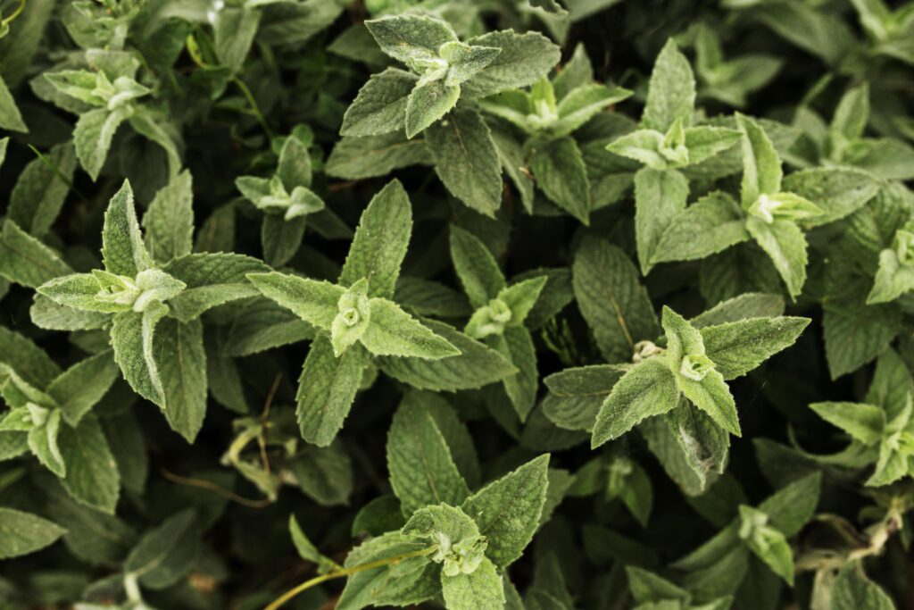 Basil Companion Plants