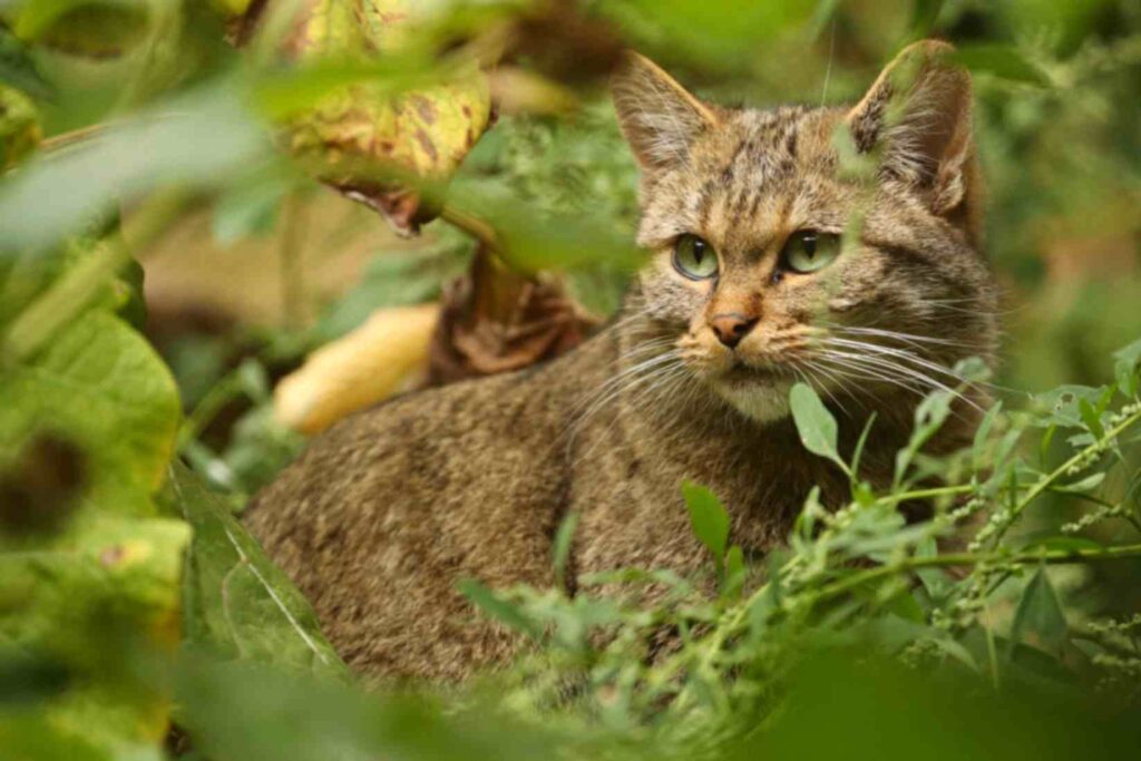 Are Zee Zee Plants Toxic to Cats