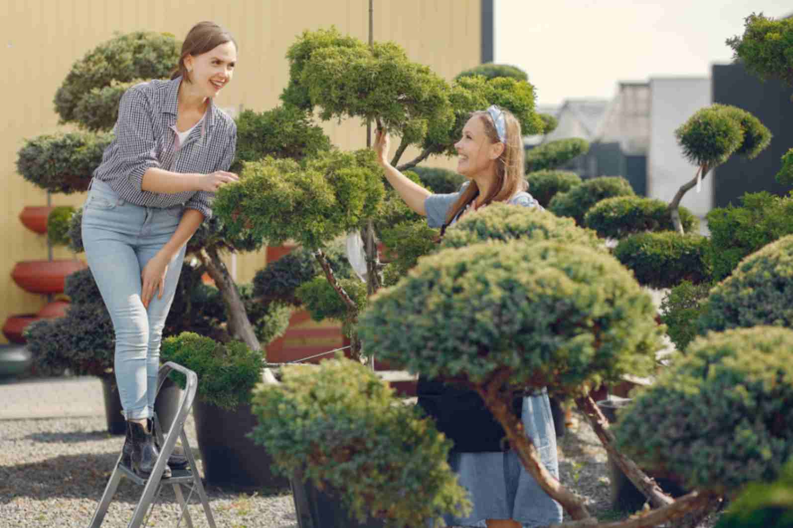 Rooftop garden