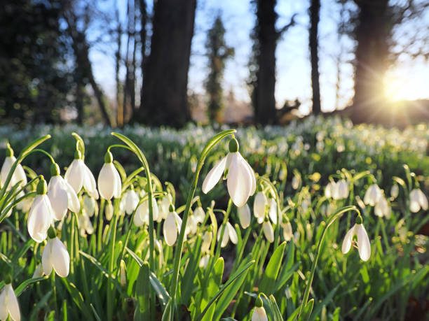 Winter Flowers