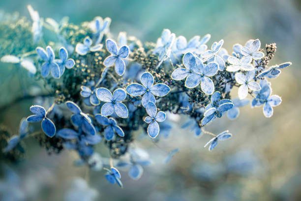 Winter Flowers