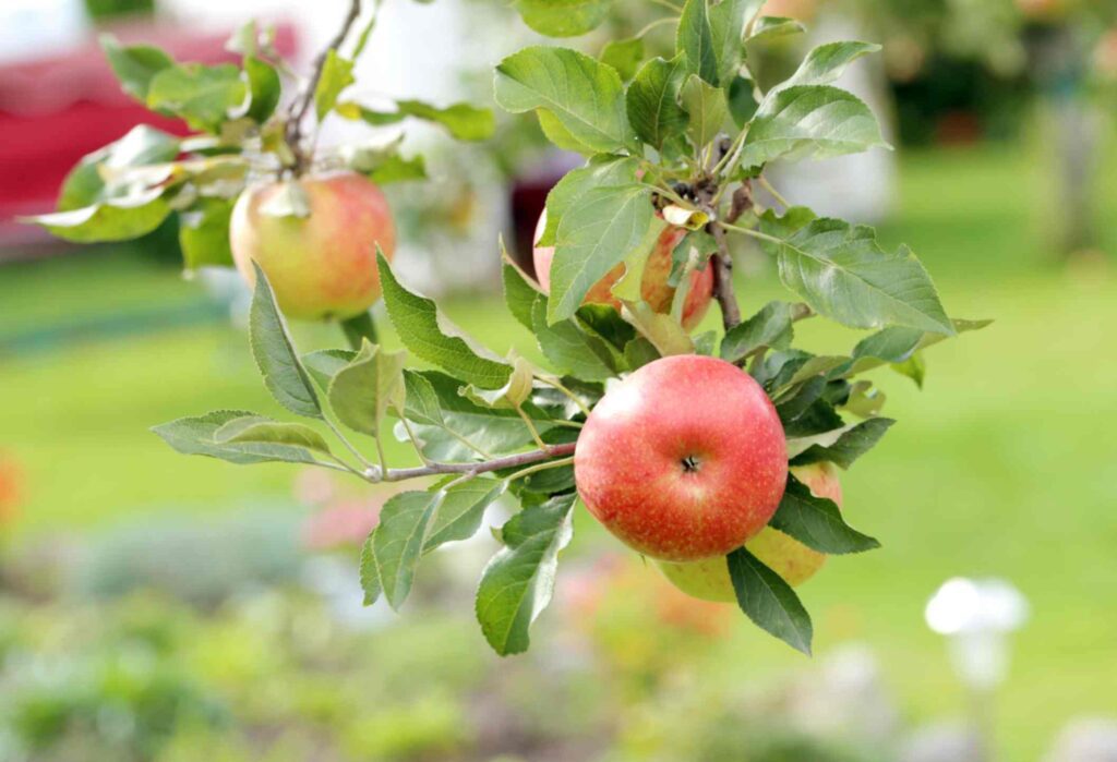 Fruits That Grow In Winter