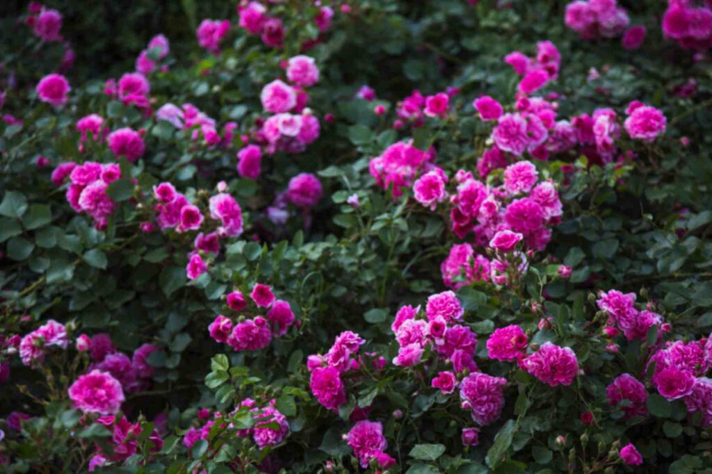 Ground Cover Plants