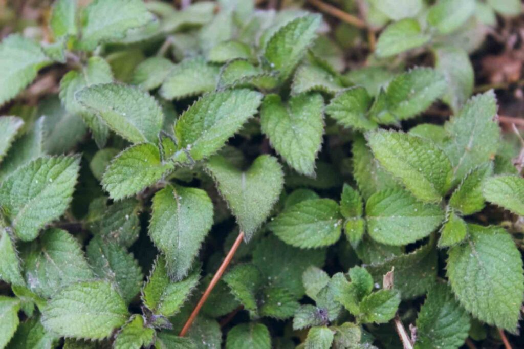 21 Low-Maintenance Ground Cover Plants for Sun and Shade