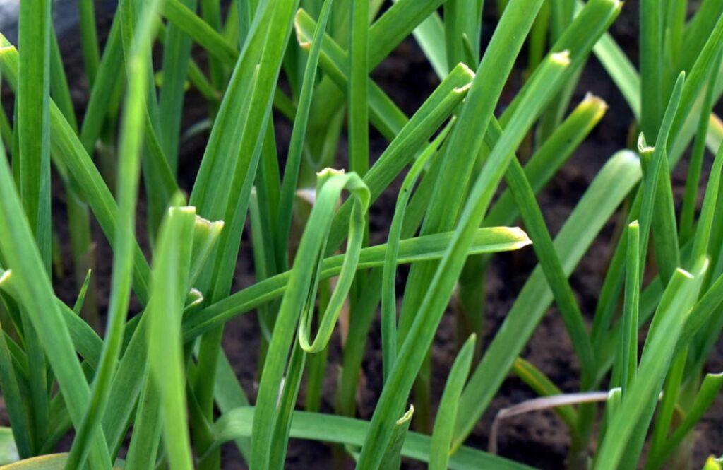 21 Low-Maintenance Ground Cover Plants for Sun and Shade