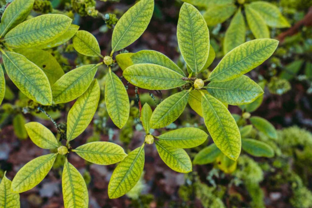 21 Low-Maintenance Ground Cover Plants for Sun and Shade