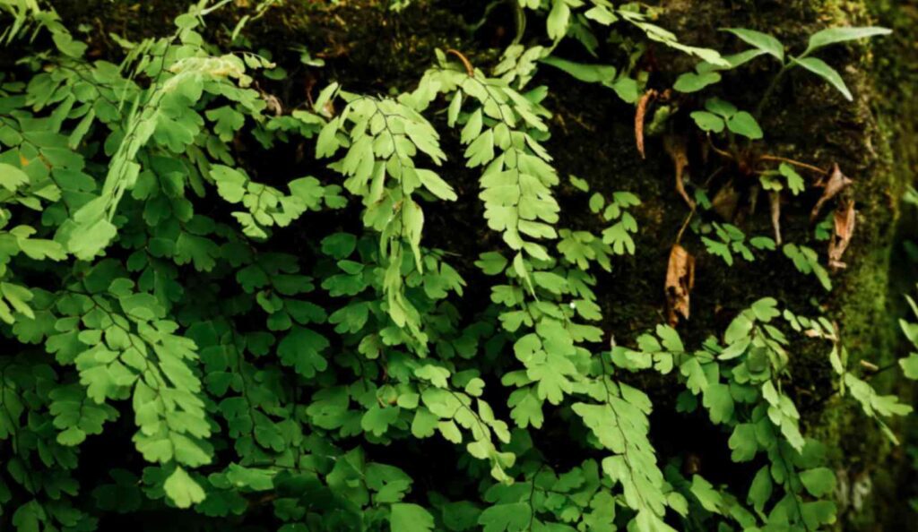 Creeping Jenny