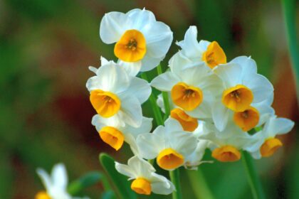 Narcissus Flower vs Daffodil: 4 Important Differences