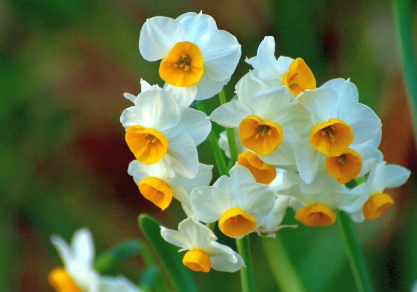 Narcissus Flower vs Daffodil: 4 Important Differences