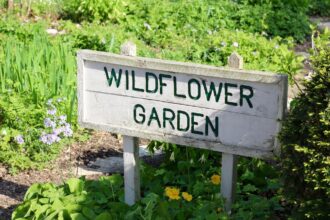 Wildflowers Garden Varieties: 4 Amazing Benefits